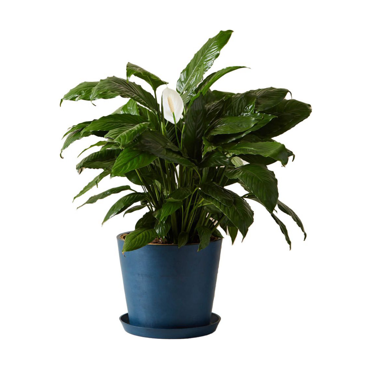 Bloomscape Peace Lily