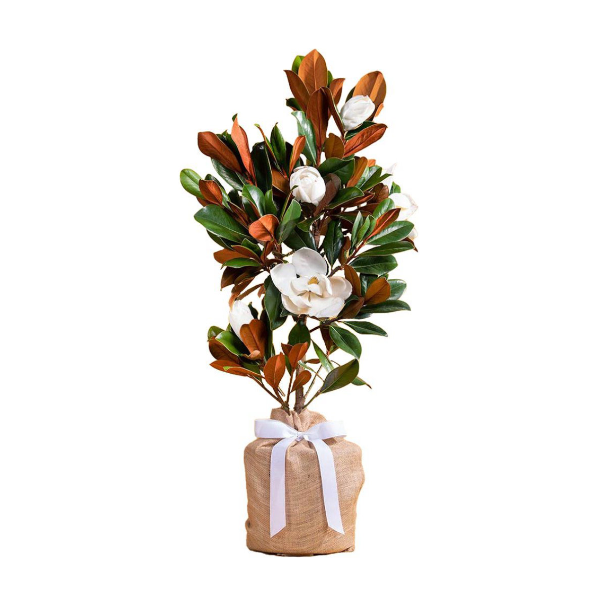 Seeds of Life Southern Magnolia Memorial Tree